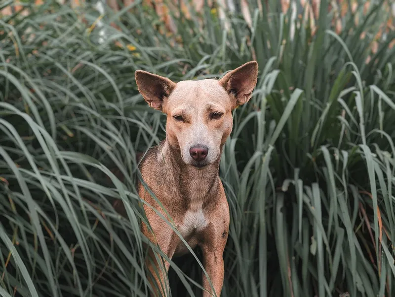 Futtermythen rund um den Hund – was stimmt wirklich?