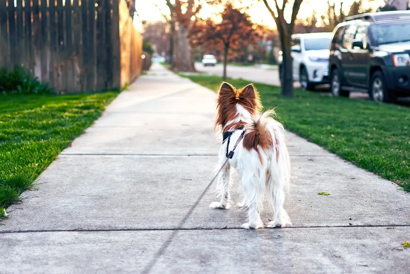 Hund richtig lesen in Stresssituationen
