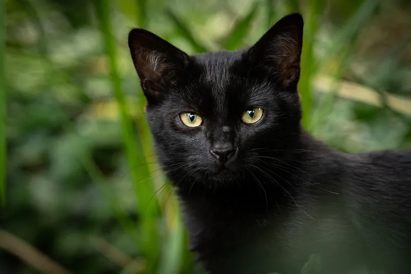 Katzen und Routinen – warum Veränderungen oft schwierig sind