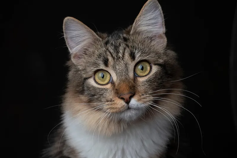 Was bedeutet Köpfchengeben bei Katzen?