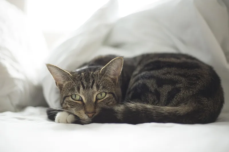 Warum miaut meine Katze so viel?