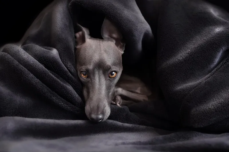 Hund allein zu Hause – wie lange ist vertretbar?