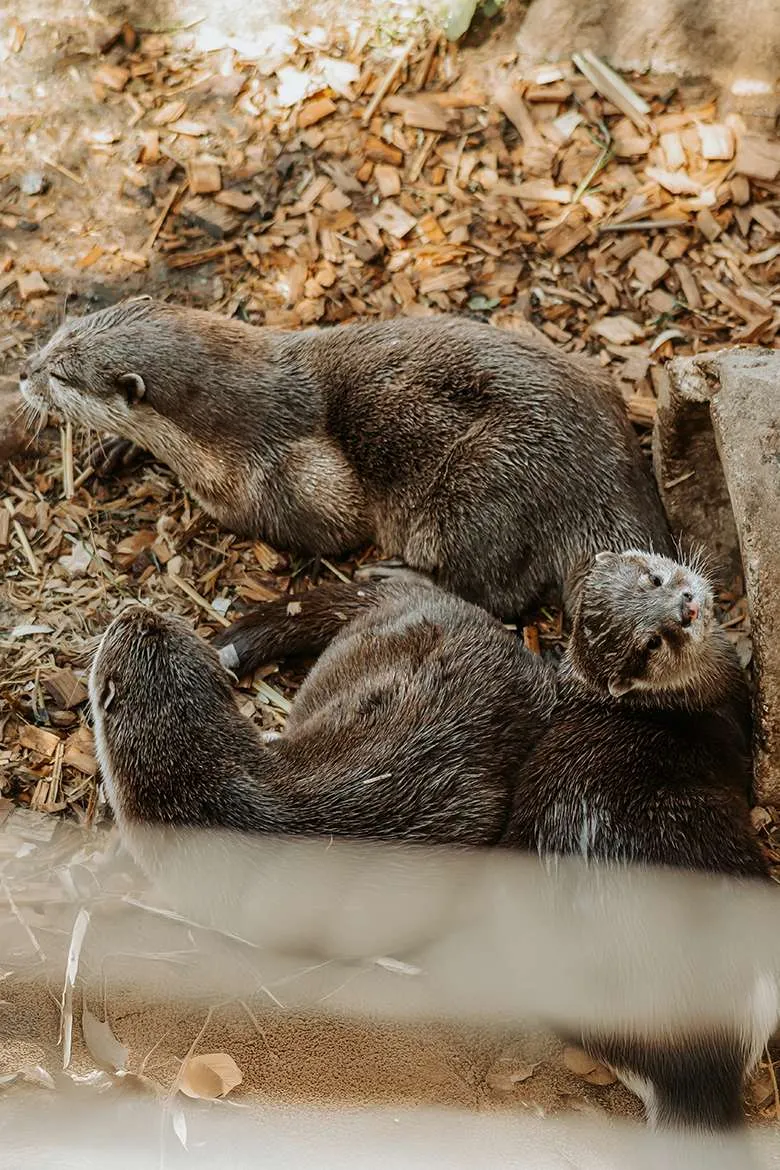 Ein Nachmittag im Wildpark