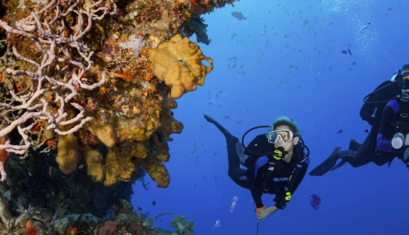 Wakatobi Dive Resort: Tauchen am artenreichsten Riff der Welt
