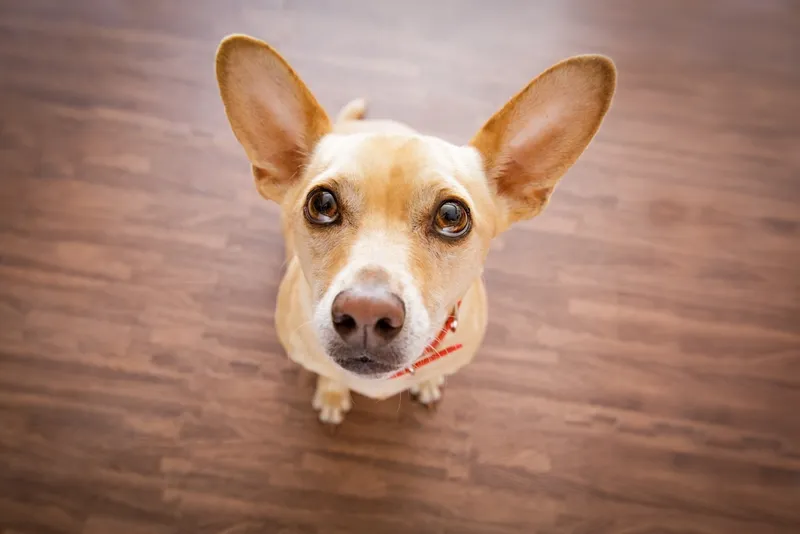 Abwechslungsreiches Hundefutter: sinnvoll oder unnötig?