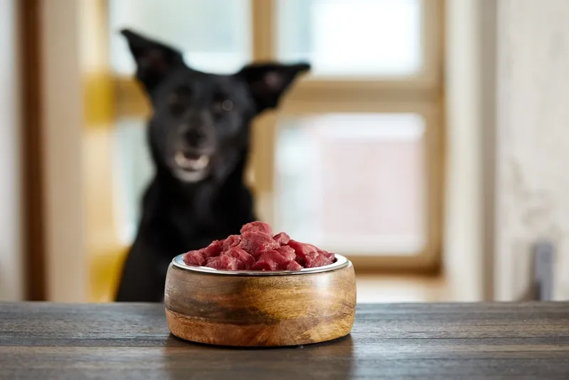 Klimabilanz von Hundefutter
