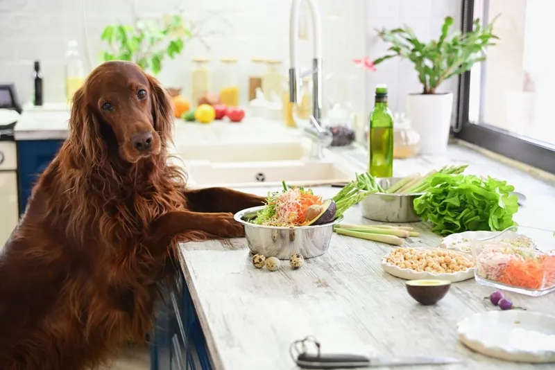 Hund vegetarisch füttern: sinnvoll, nachhaltig oder riskant?