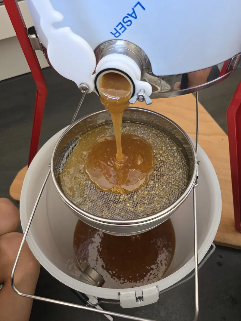 Wie entsteht Honig? So machen Honigbienen aus Nektar köstlichen Honig