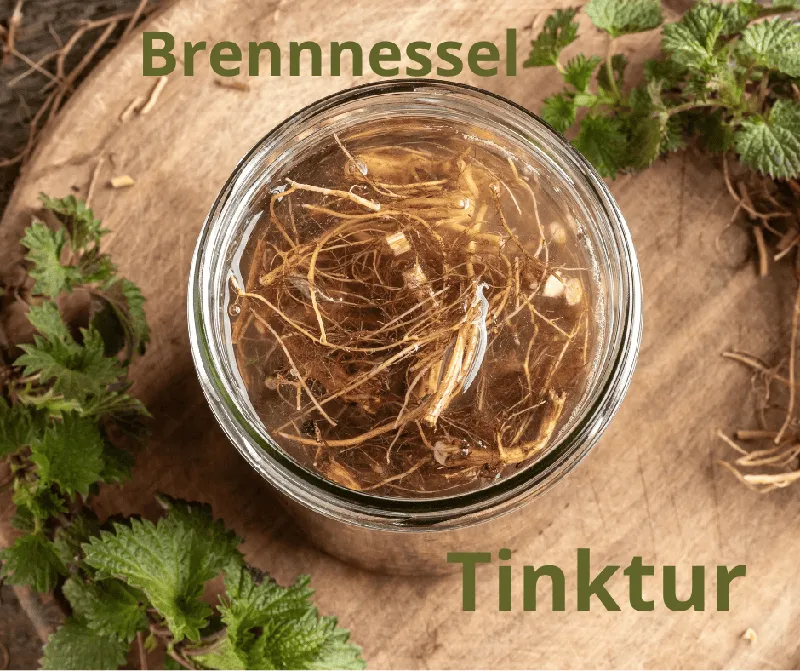 Brennnesseltinktur einfach selber machen