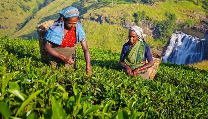 Das Hochland Sri Lankas: Adam’s Peak, Teeplantagen, Nuwara Eliya und die Magie der Bergwelt