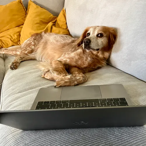 Vom ersten Blogartikel zum Buch: Warum ich über meinen Alltag mit Hund schreibe