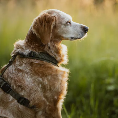 Das Energiefeld des Hundes