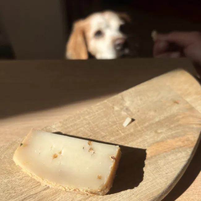 Dürfen Hunde Käse essen?