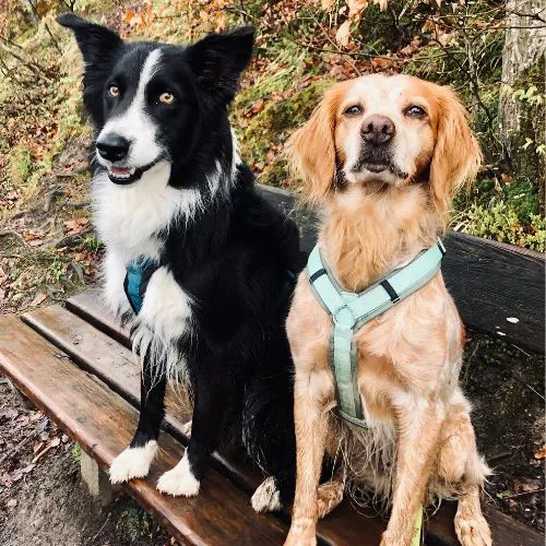 Die Bedürfnisse des Hundes: wie du deinen Hund glücklich machen kannst