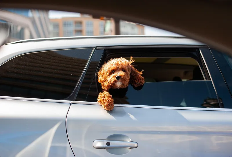 Sicher reisen mit Hund: Die beste Ausrüstung für mobile Pfoten