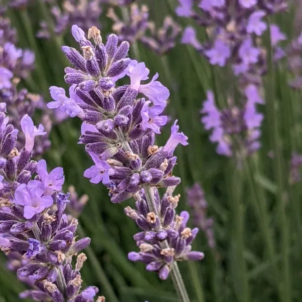 Lavender: Harvest now also possible at the Kaiserstuhl!