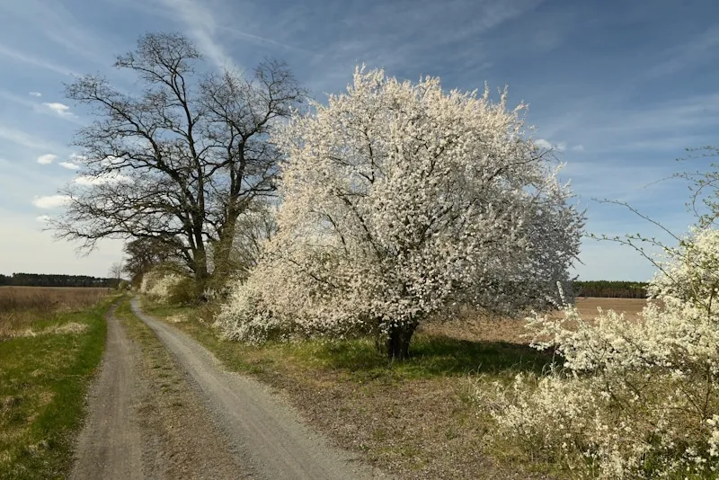 Radtour Tangerhütte nach Tangermünde: Einsame Wege & pure Natur am Elberadweg