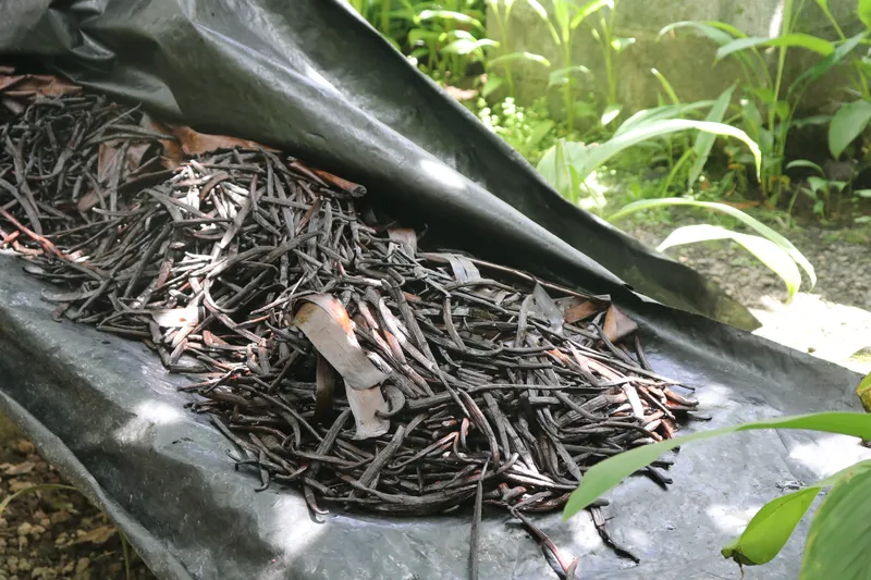 Vanille Plantage in Mauritius