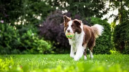 Urbaner Lifestyle und der Hund – Warum Asphalt allein nicht reicht