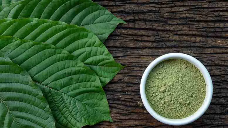 Kratom in Südostasien: Jahrhundertealte Tradition und ein wachsender globaler Markt