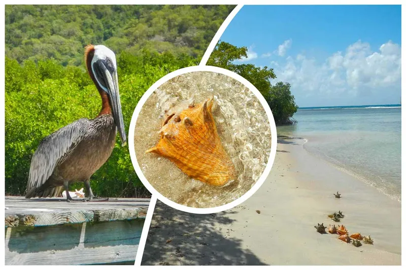 Antigua & Barbuda – Die besten Strände und Ausflugsziele für Kreuzfahrtgäste