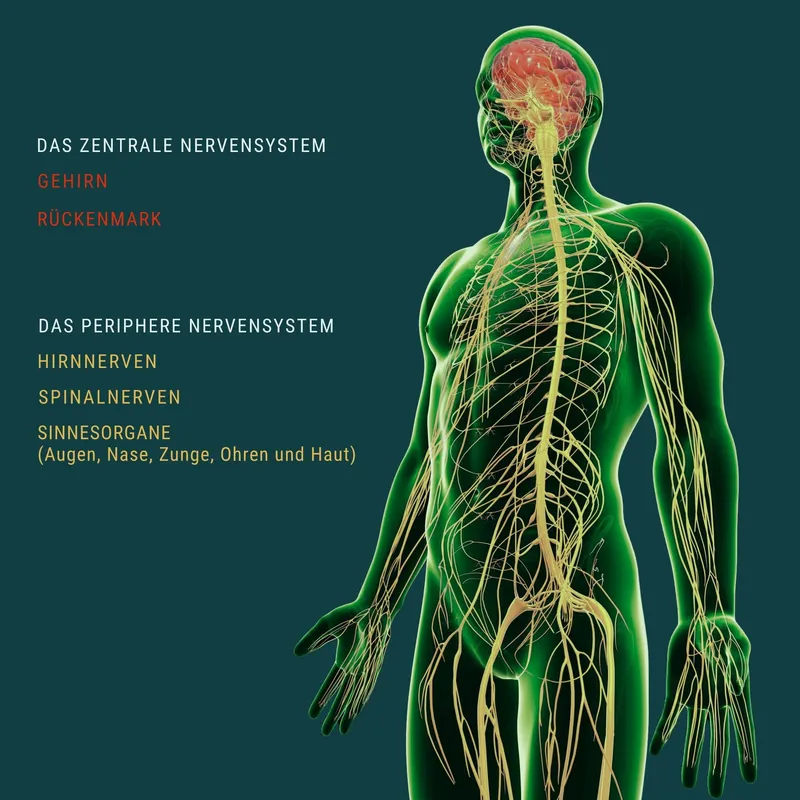 Nervensystem-Heilung ist der Wellness-Trend 2026