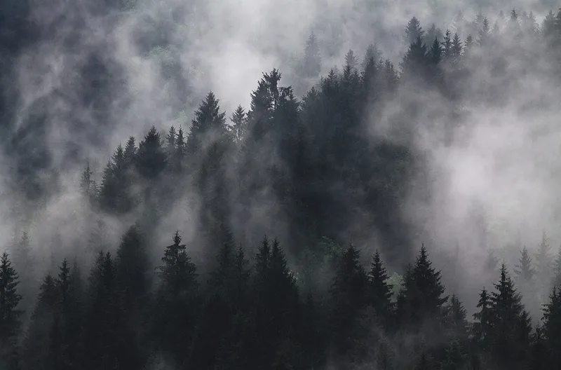 Baumhoroskop: Tanne