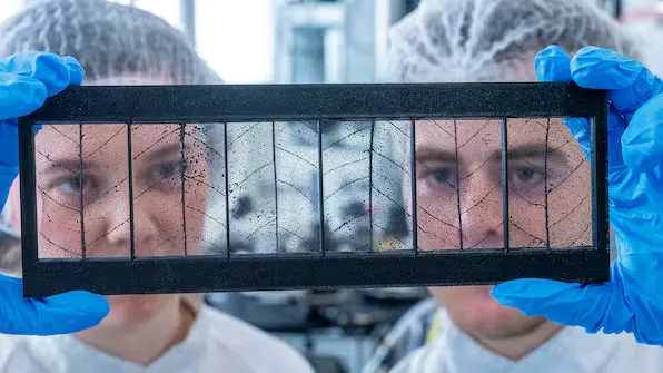 Blätter als CO₂-Filter: Dresdner Forscher erfinden Verfahren für saubere Luft