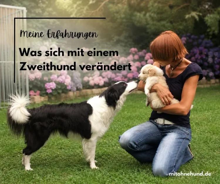 Zweithund ja oder nein? Wie sich dein Leben verändert, wenn aus einem Hund plötzlich zwei werden