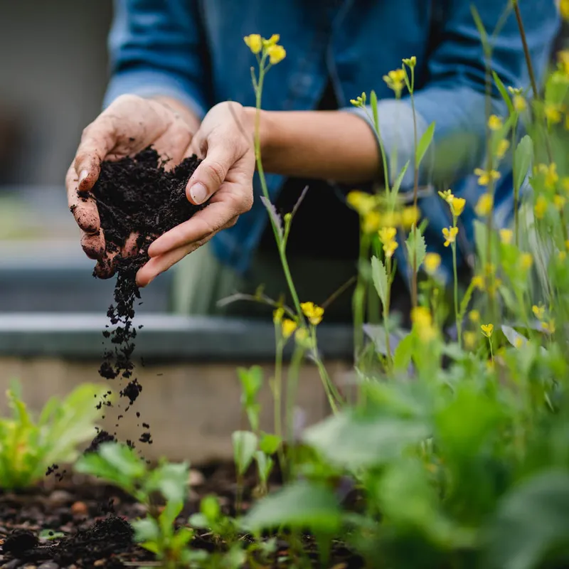 Die 5 Elemente im Feng Shui Garten – lass dich von deinem Garten bei deinen Lebensträumen unterstützen