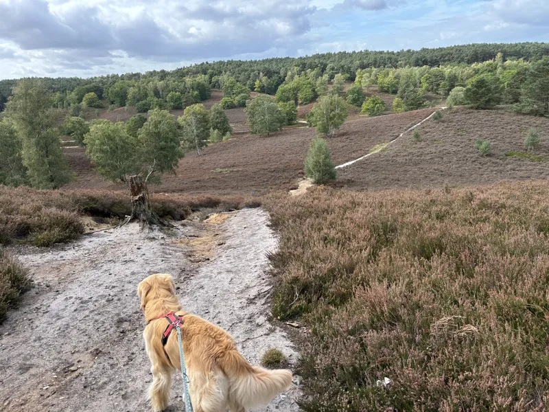 Traumhundeauslauf in der Fischbeker Heide