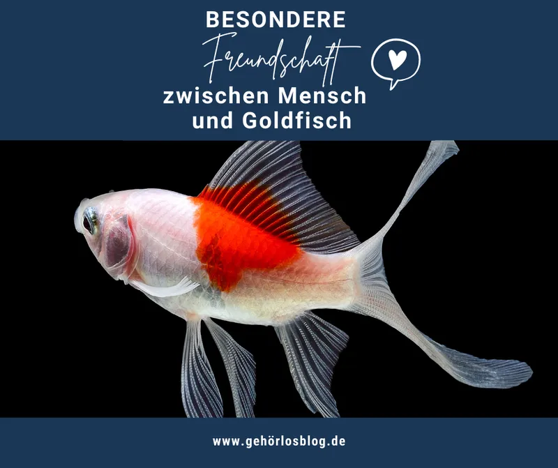 Meine Freundschaft mit einem stocktauben Goldfisch