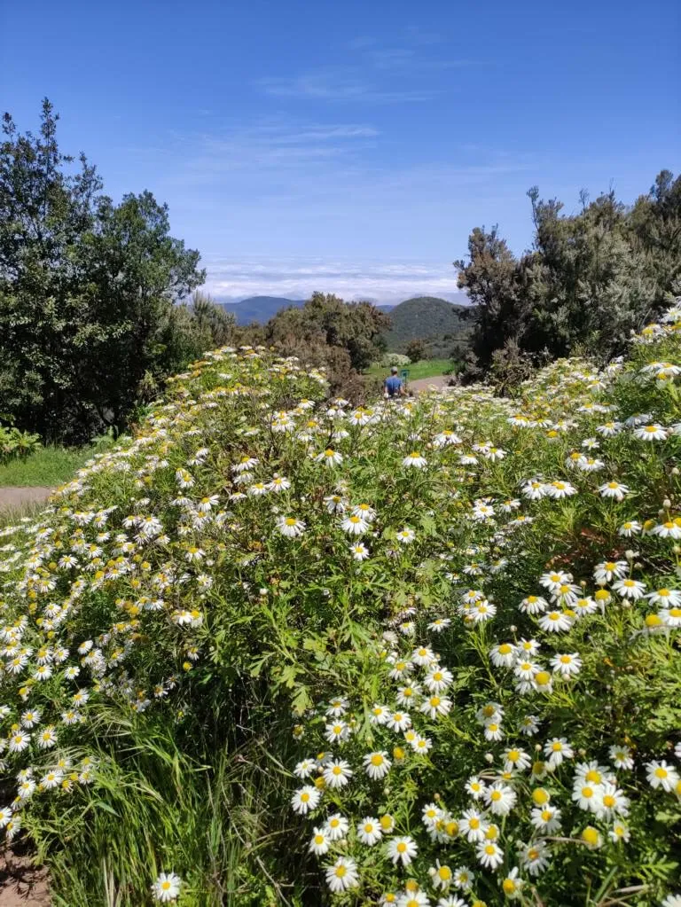 Altes Naturwissen neu entdecken: Willkommen „Am Wegesrand“