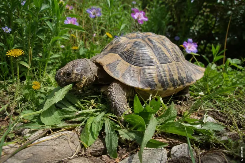 Futter für Breitrandschildkröten: Was darf ins Gehege?