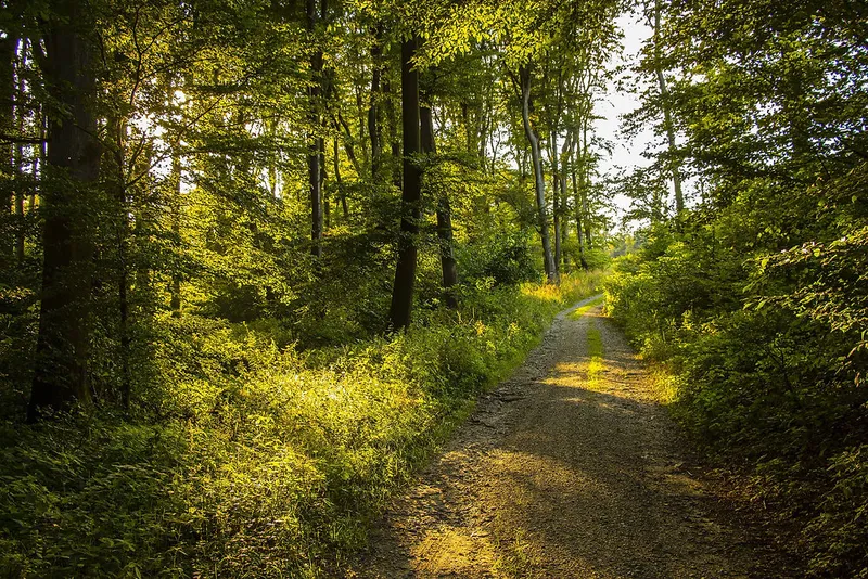 Waldbaden im Sommer