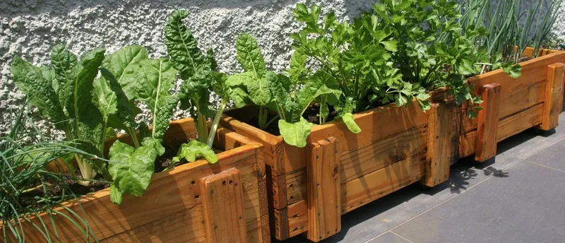 Kräuter auf dem Balkongarten anbauen, aber richtig