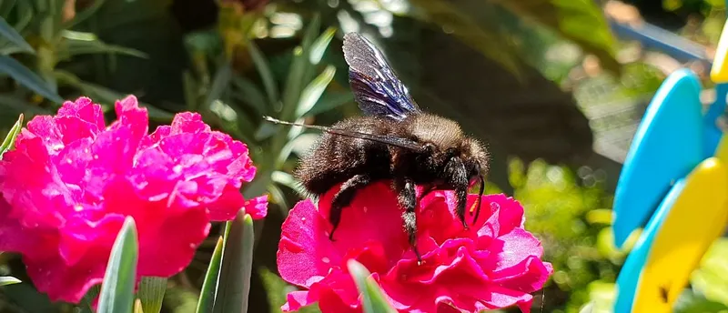 Der ultimative Leitfaden für einen insektenfreundlichen Balkongarten
