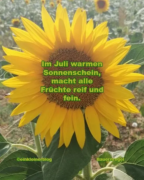 Gibt es viel Früchte in diesem Jahr?