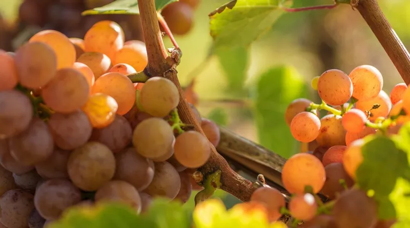 Gewürztraminer: Eine unterschätzte Rebsorte?