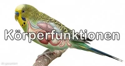 Quiz – Körperfunktionen