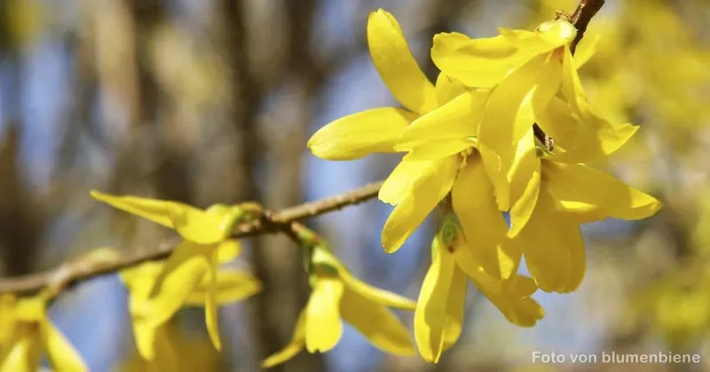 Warnung: Forsythie