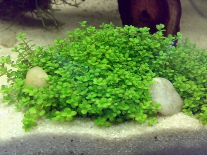 Seltene Aquarienpflanzen – Ein Leitfaden für anspruchsvolle Aquarianer
