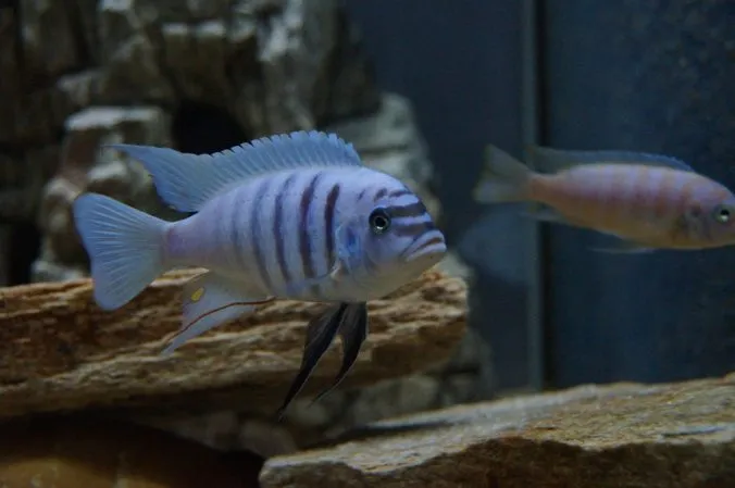 Darum solltest du dir ein Malawiaquarium anschaffen