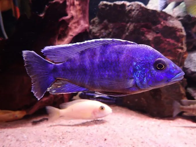 Warum solltest du dir KEIN Malawiaquarium anschaffen?