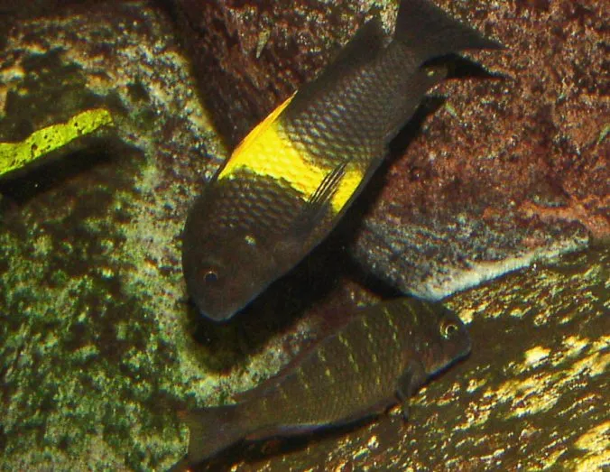 Muss der pH-Wert im Tanganjikasee-Aquarium wirklich so hoch sein?