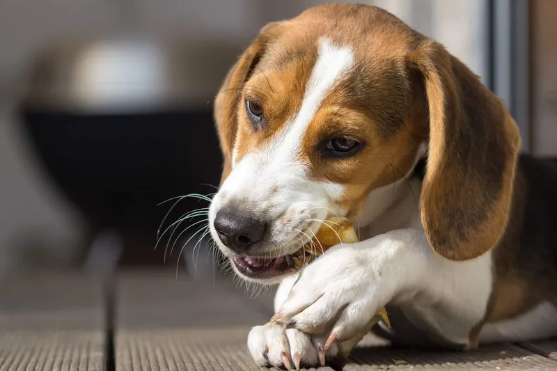 Rückruf bei Müller: Salmonellen in diesem Hundesnack gefunden