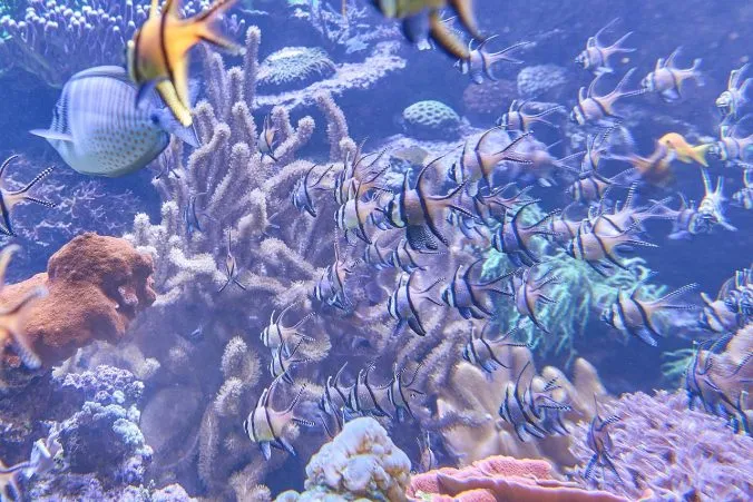 Aktuelle Trends in der Meerwasseraquaristik – Ein umfassender Leitfaden für moderne Meerwasserbecken