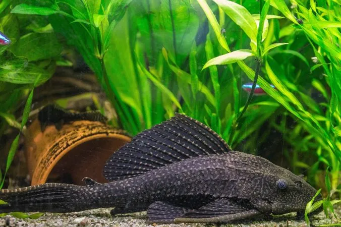 Umsatzzahlen enttäuschend? Aquarium- und Terrariumbranche mit Problemen