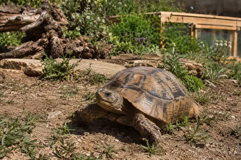 So hält man eine Russische Landschildkröte richtig