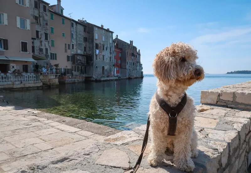 Roadtrip nach Kroatien mit Hund: 17 Tage Istrien, Lošinj, Österreich & Slowenien